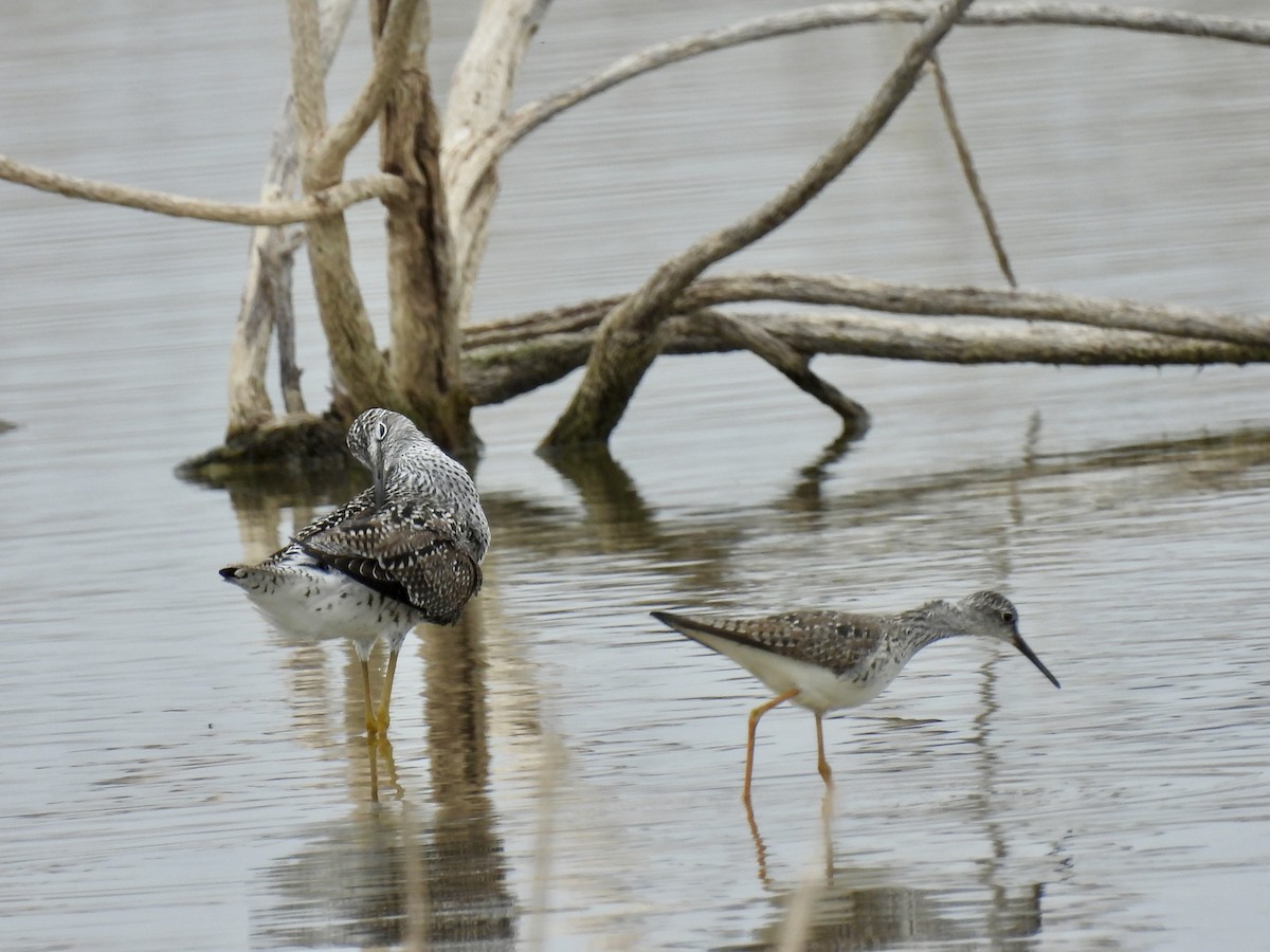 Lesser Yellowlegs - Christopher Daniels