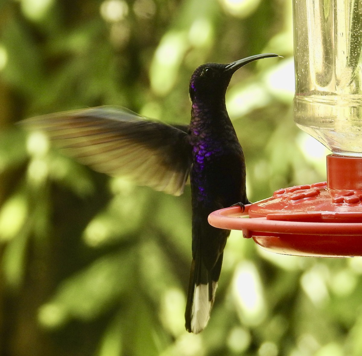 kolibřík fialkový - ML617531778