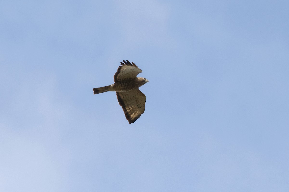 Broad-winged Hawk - ML617531784