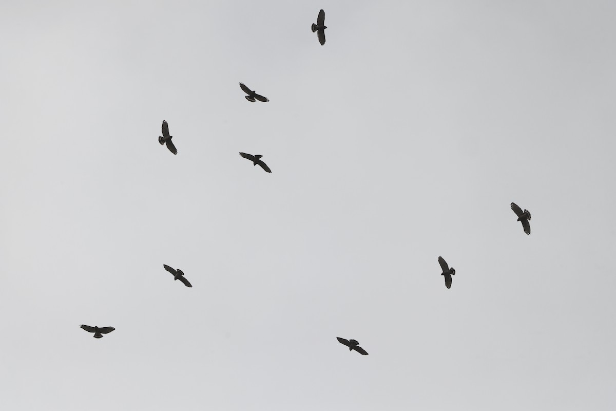 Broad-winged Hawk - ML617531800