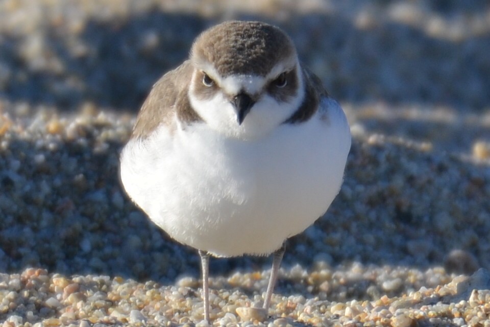 Snowy Plover - Jack Pannell