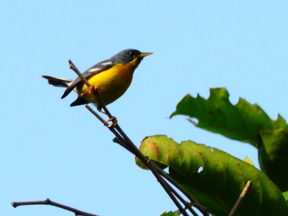 Tropikal Parula - ML617531871