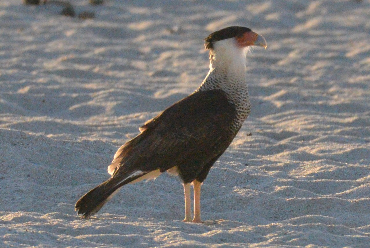 Crested Caracara - Jack Pannell