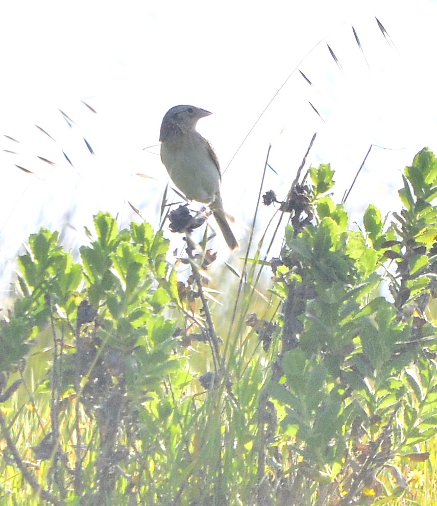 Grasshopper Sparrow - Mike Bush