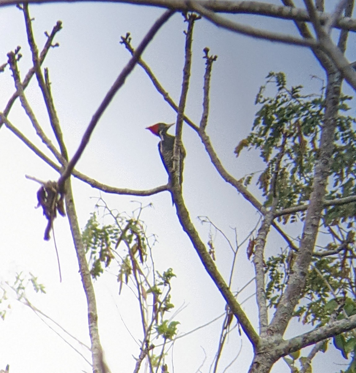 Lineated Woodpecker - ML617531996