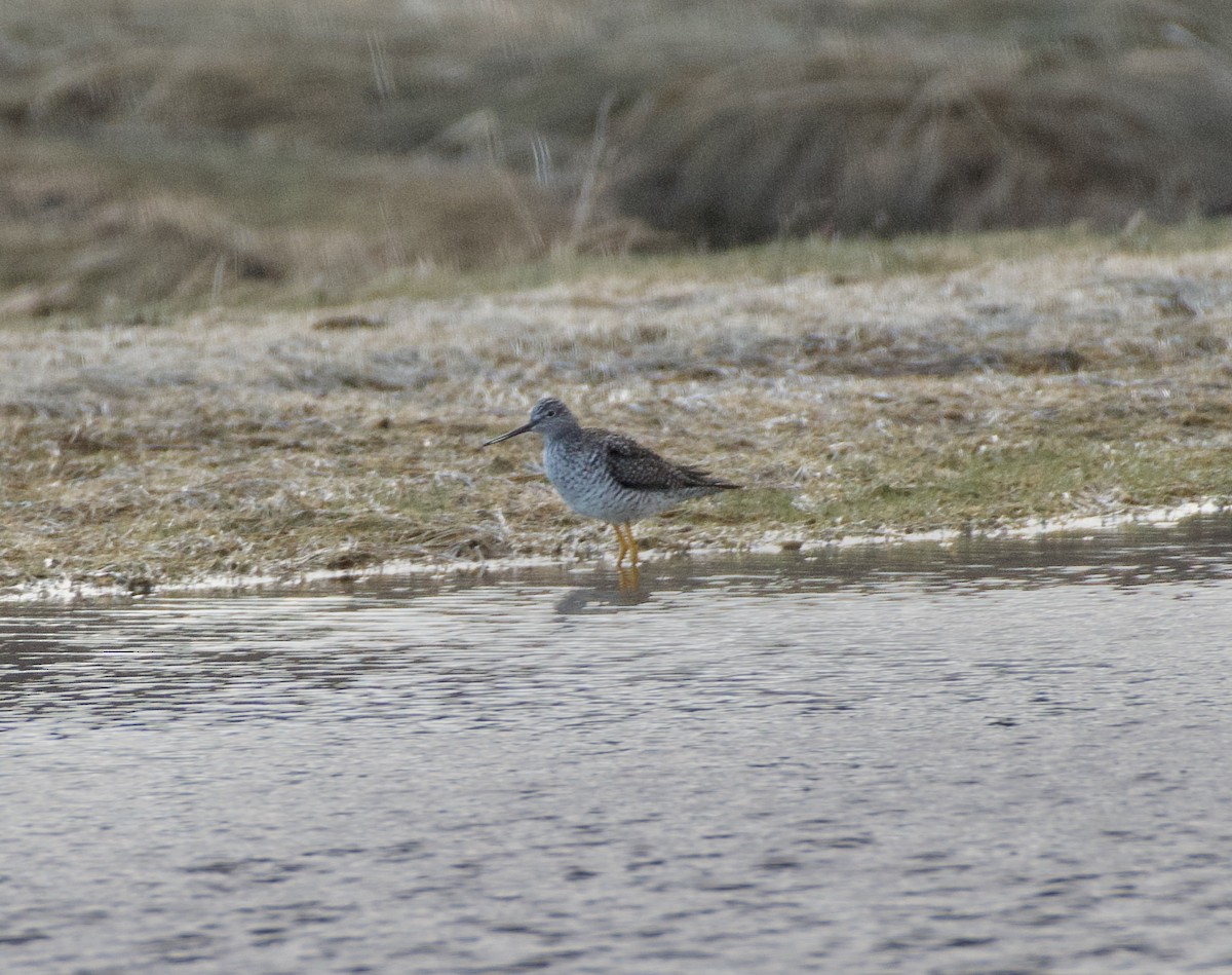 Greater Yellowlegs - Pamela Bruno