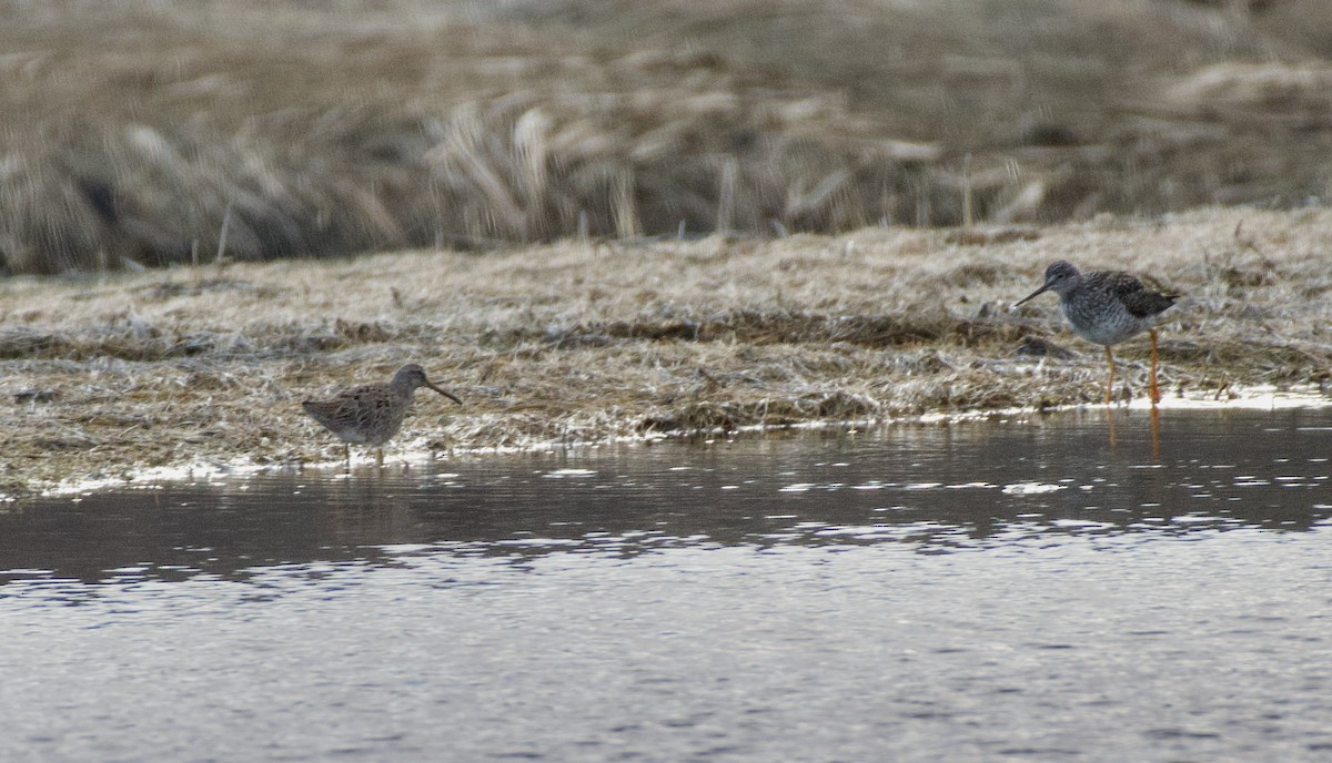 Short-billed Dowitcher - Pamela Bruno