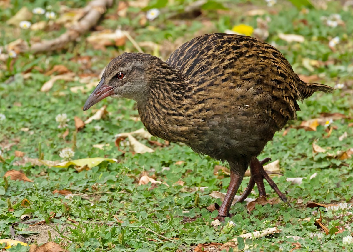 chřástal weka - ML617532069