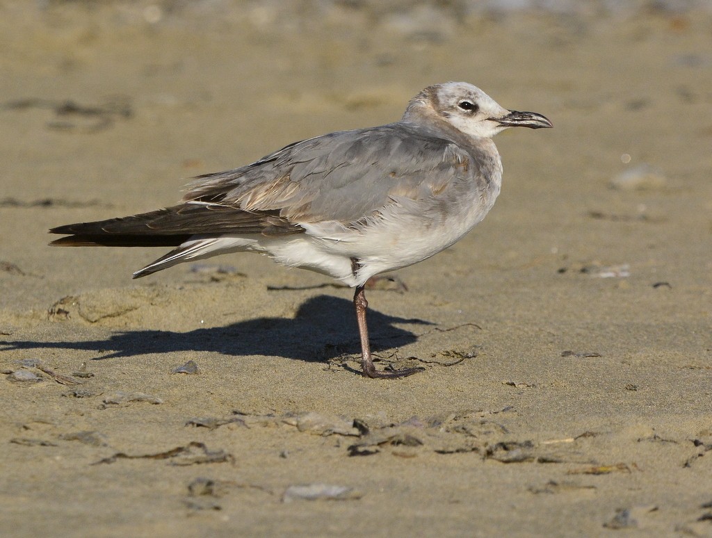 Laughing Gull - ML617532105