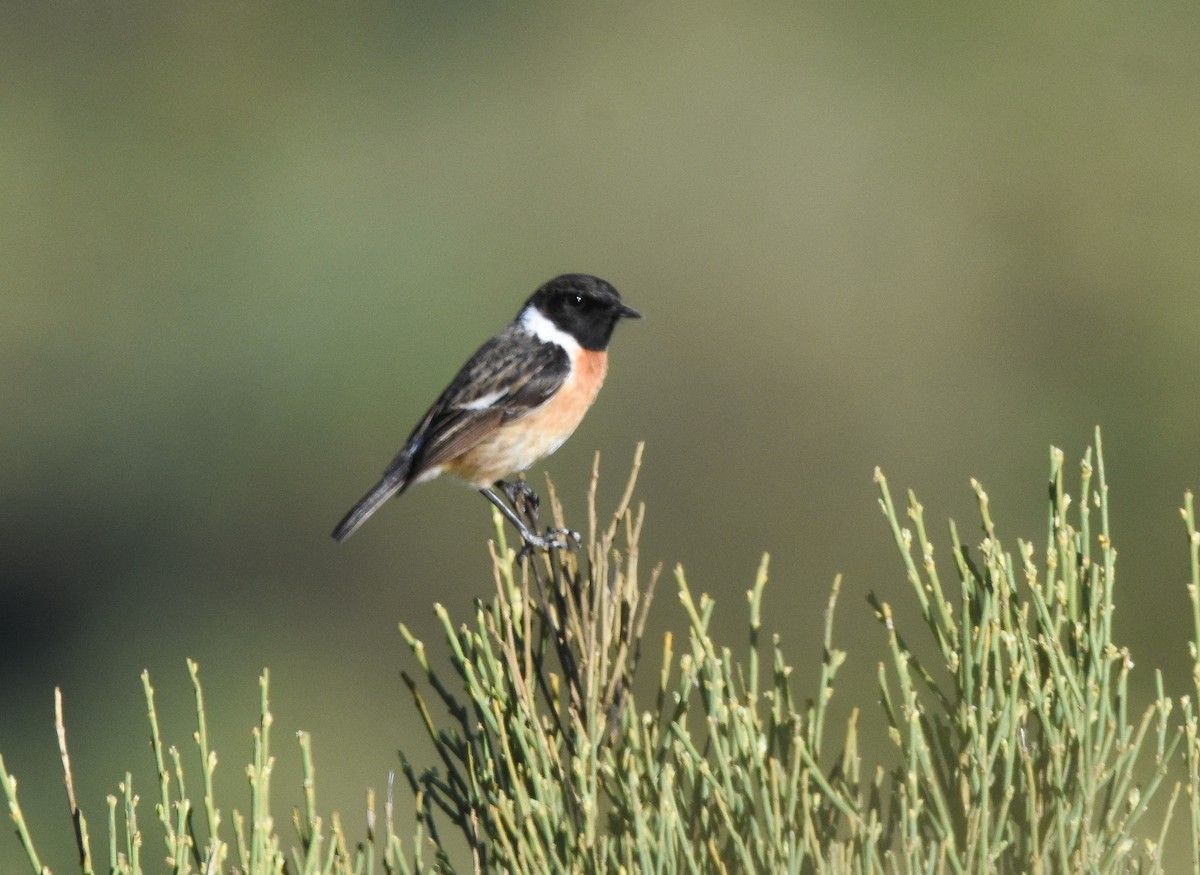 European Stonechat - ML617532122