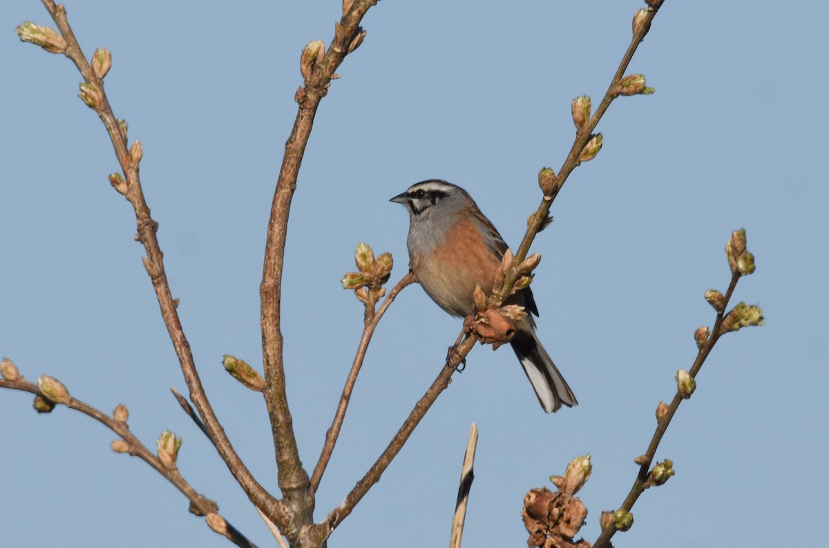 Rock Bunting - ML617532132