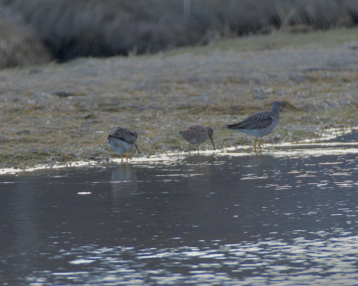 Short-billed Dowitcher - Pamela Bruno