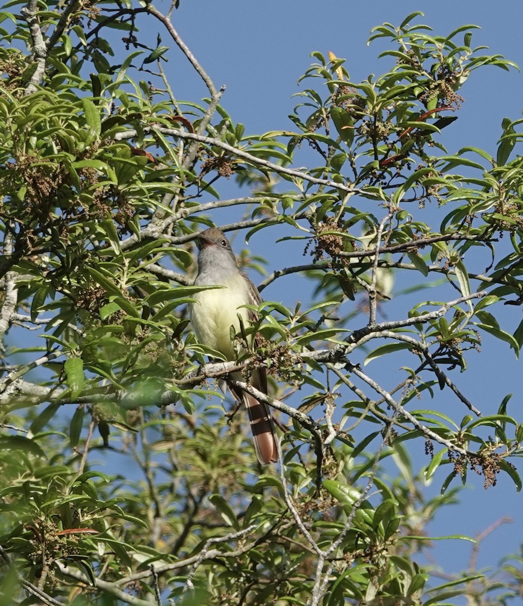 Great Crested Flycatcher - ML617532160