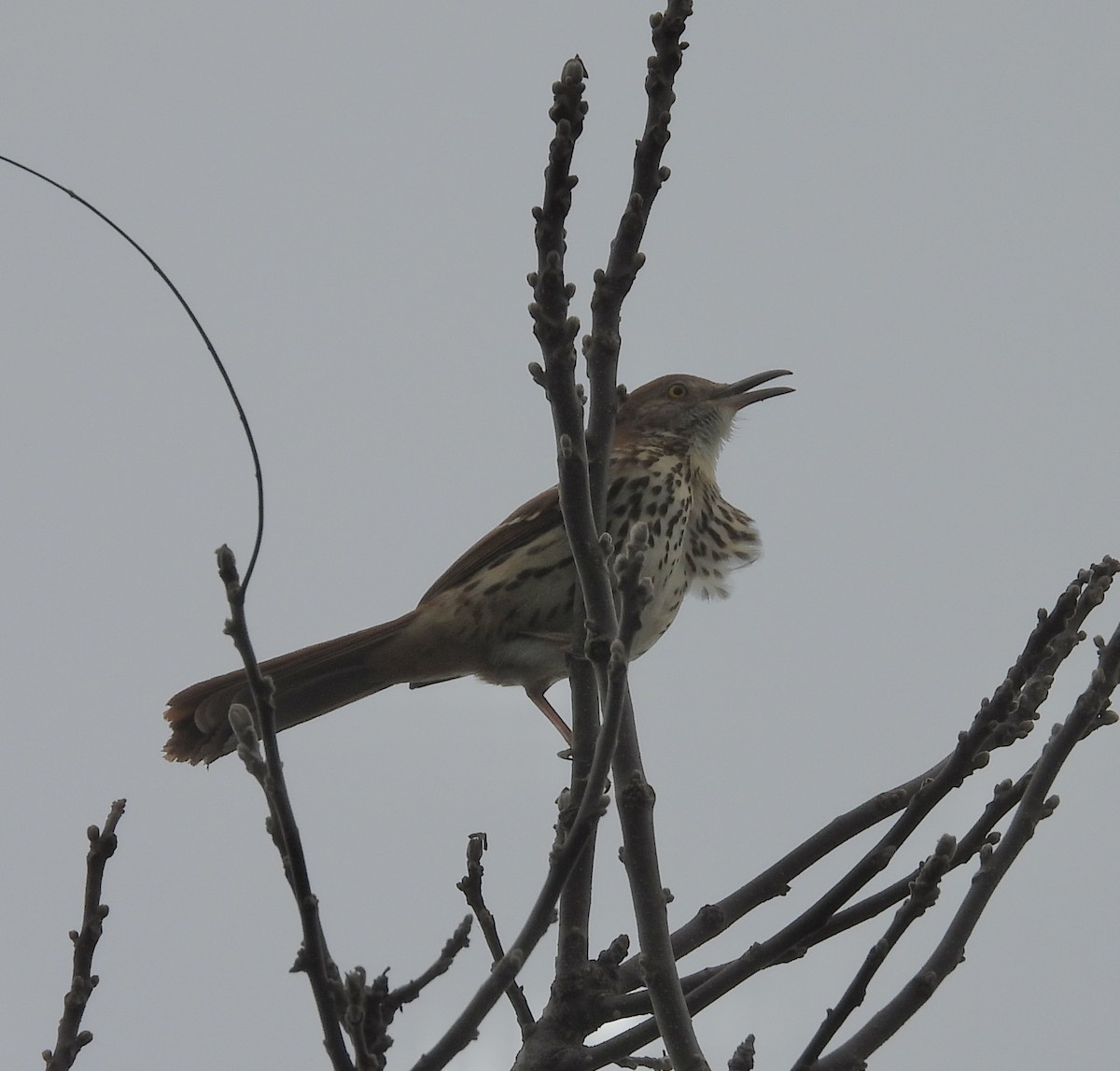 Brown Thrasher - ML617532163