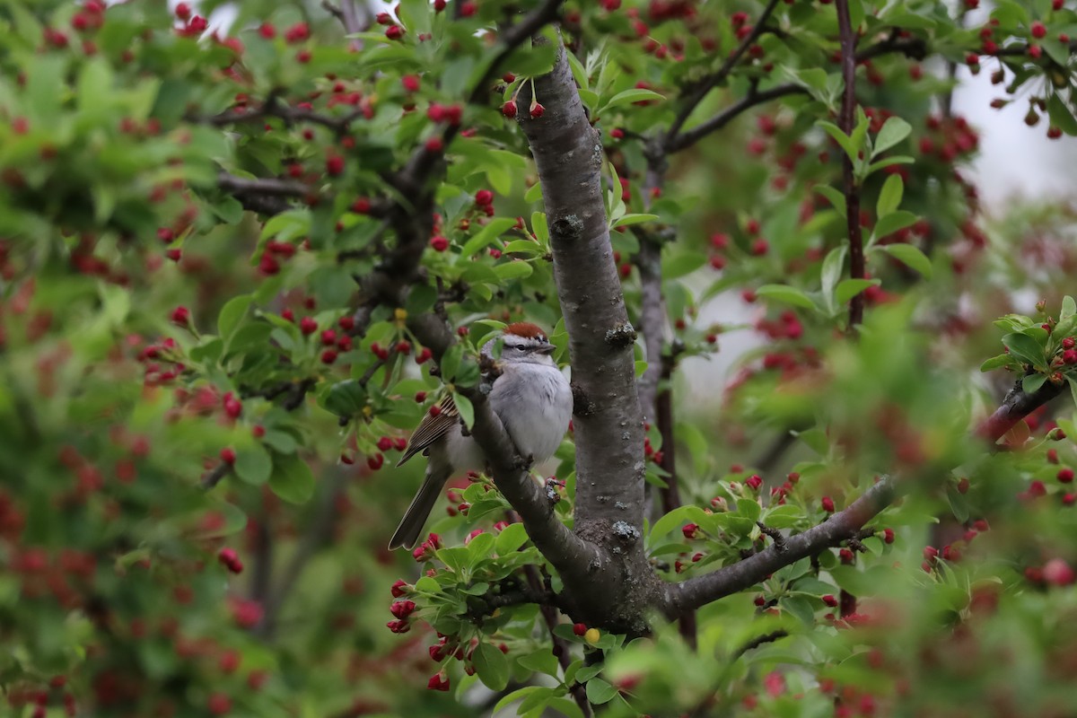 Chipping Sparrow - ML617532215