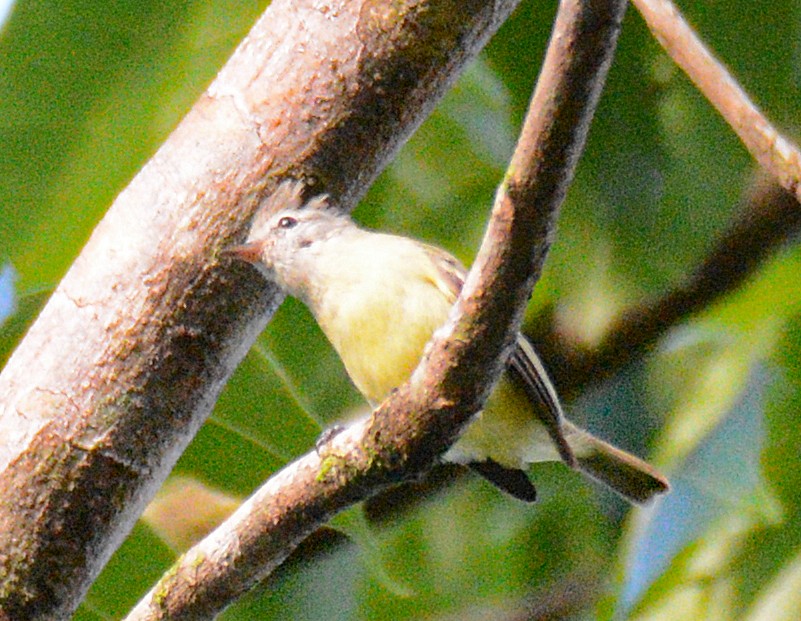 Southern Beardless-Tyrannulet - Michael J Good