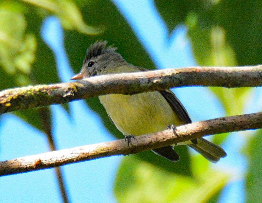 Southern Beardless-Tyrannulet - Michael J Good