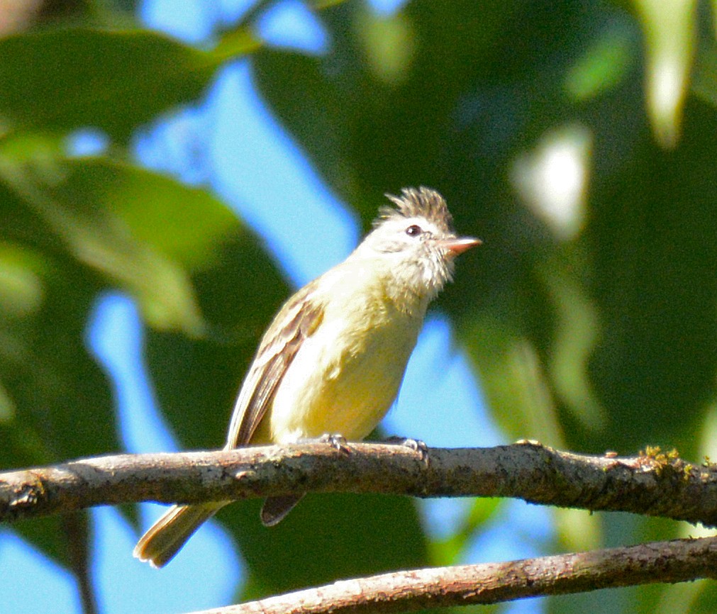 Southern Beardless-Tyrannulet - ML617532238