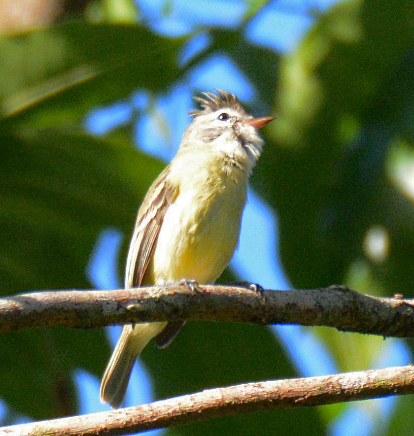 Southern Beardless-Tyrannulet - Michael J Good