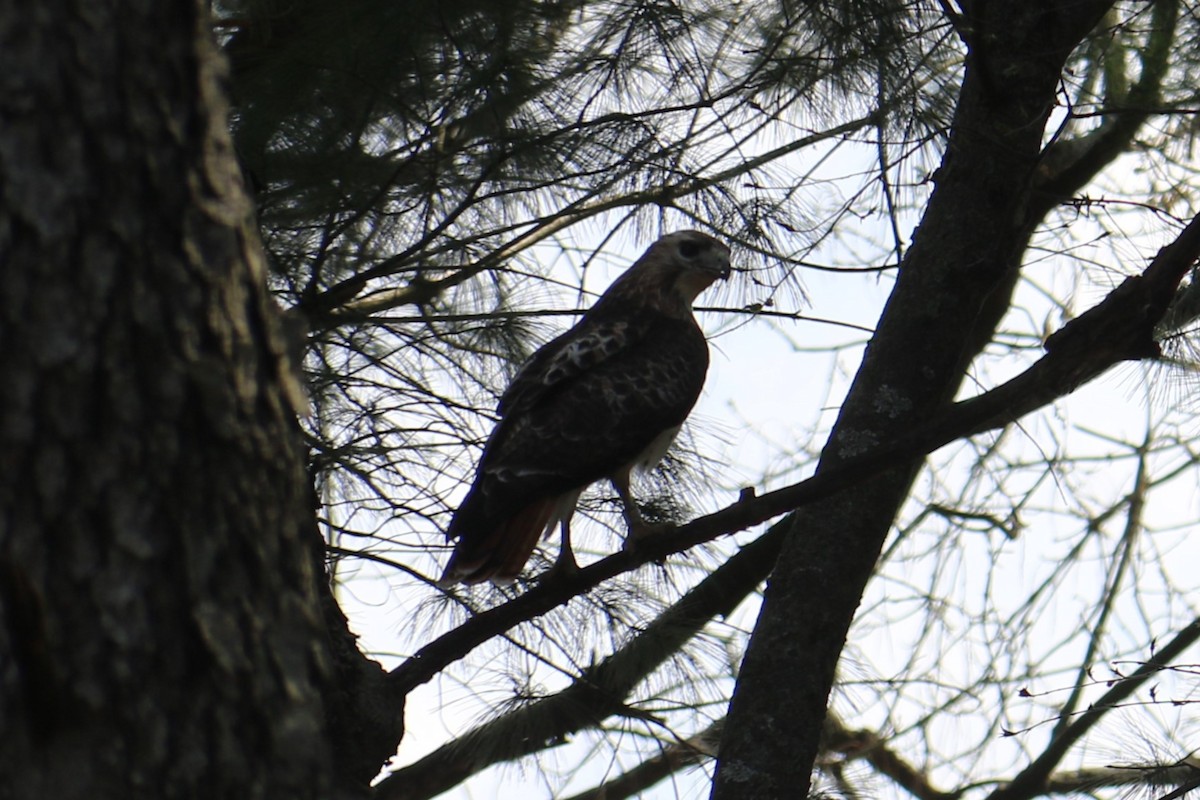 Red-tailed Hawk - ML617532251