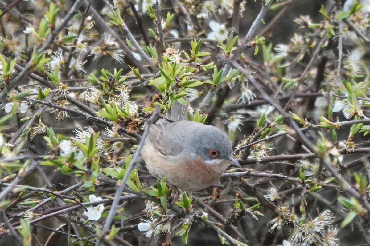 Western Subalpine Warbler - ML617532267