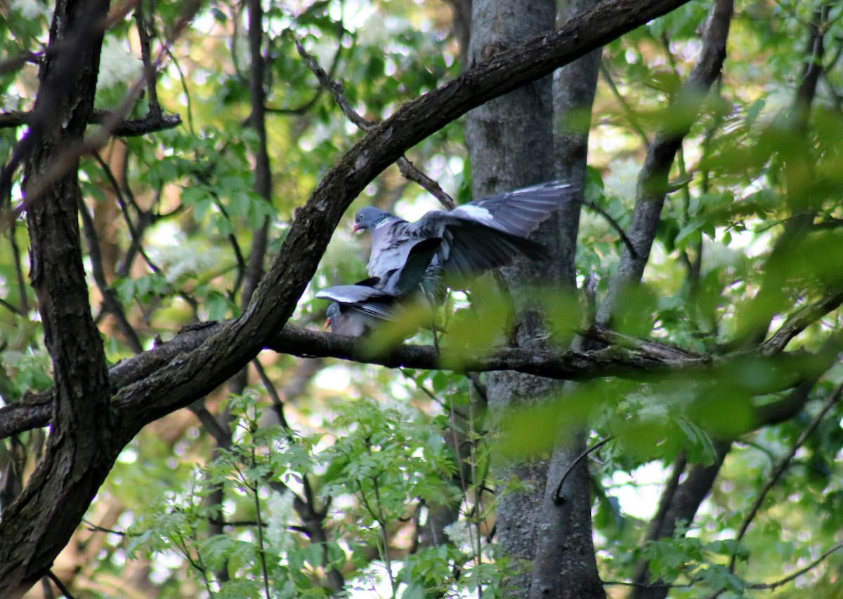 Common Wood-Pigeon - ML617532300