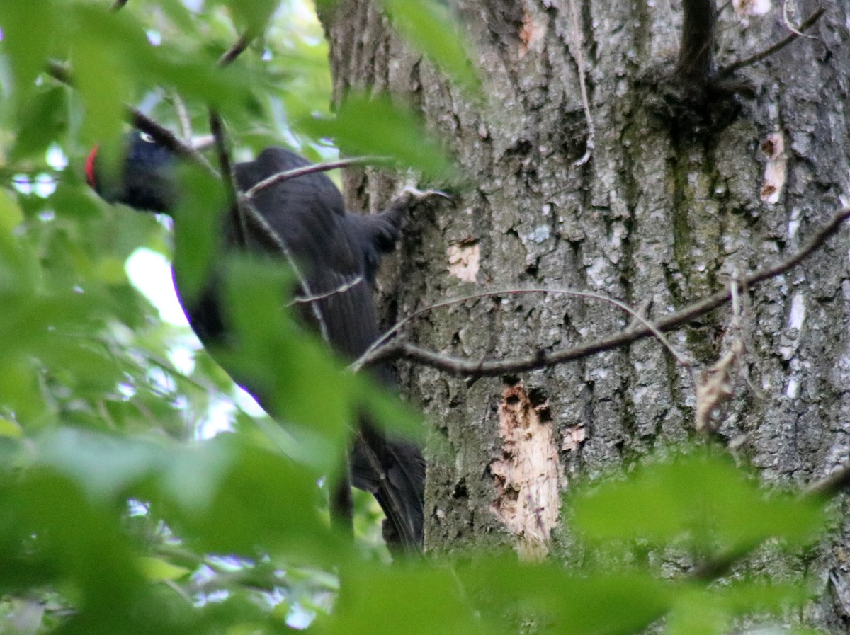 Black Woodpecker - ML617532313