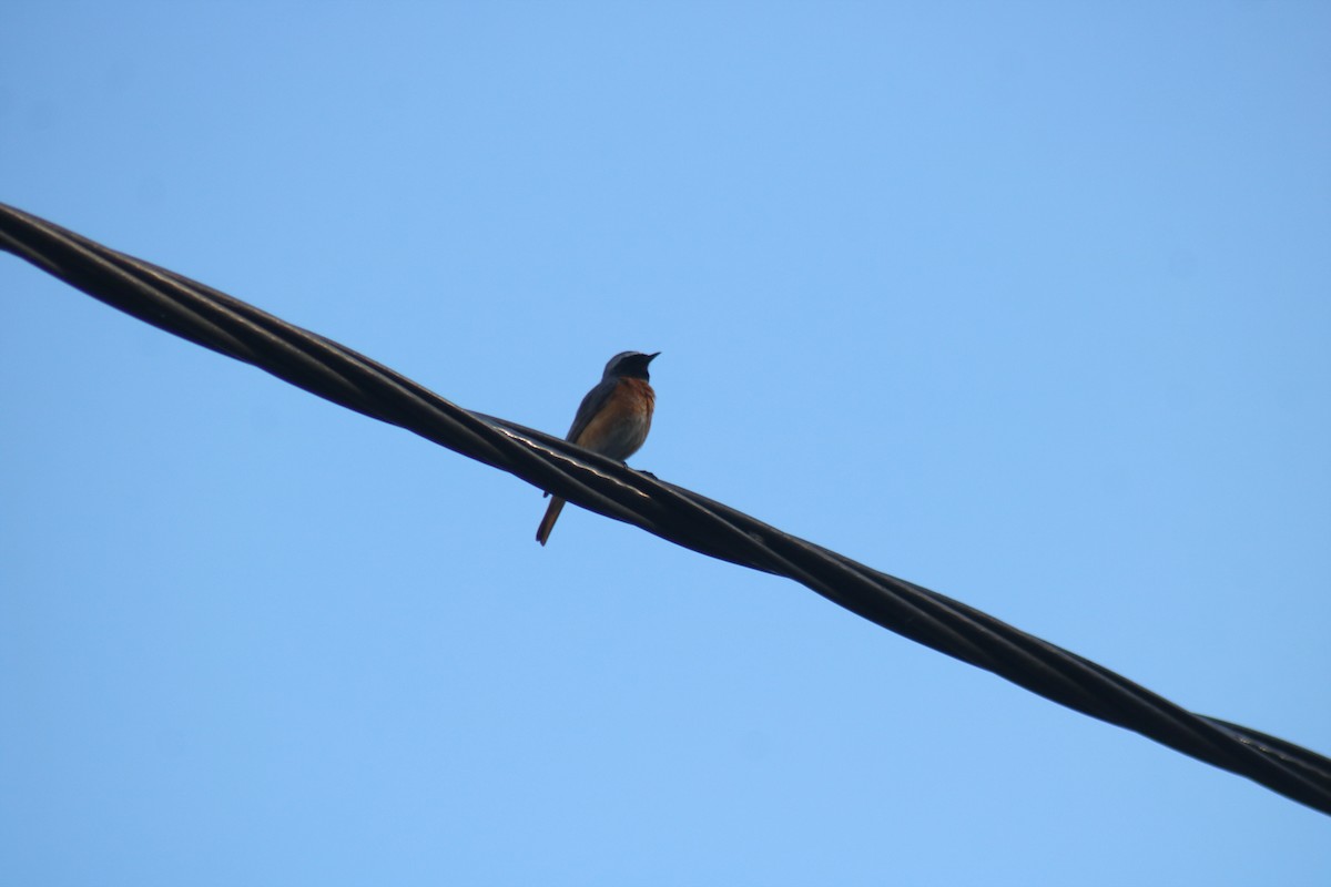 Common Redstart - ML617532328