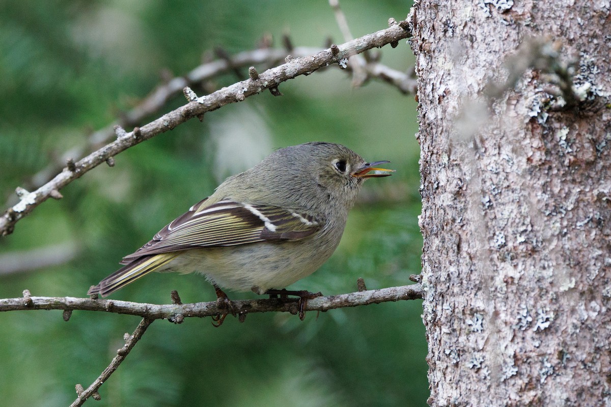 Roitelet à couronne rubis - ML617532364