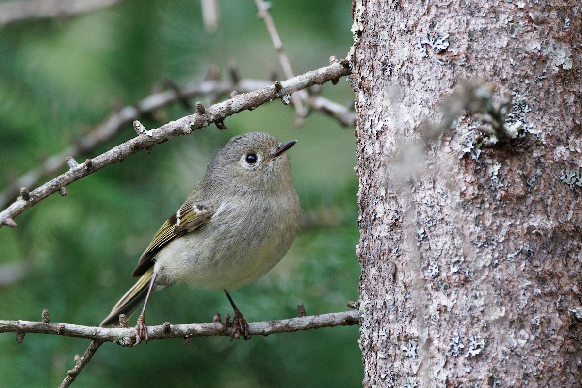 Ruby-crowned Kinglet - ML617532367