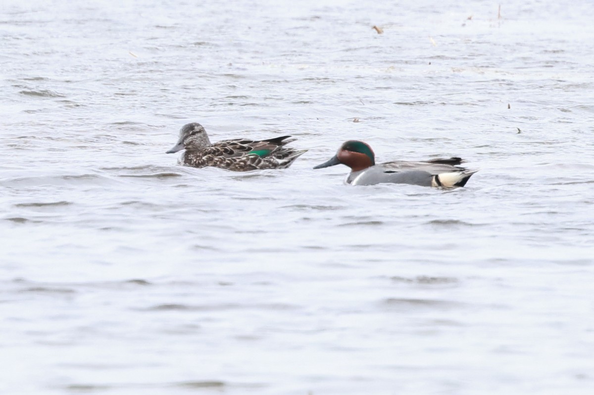 Green-winged Teal - Robert Martin