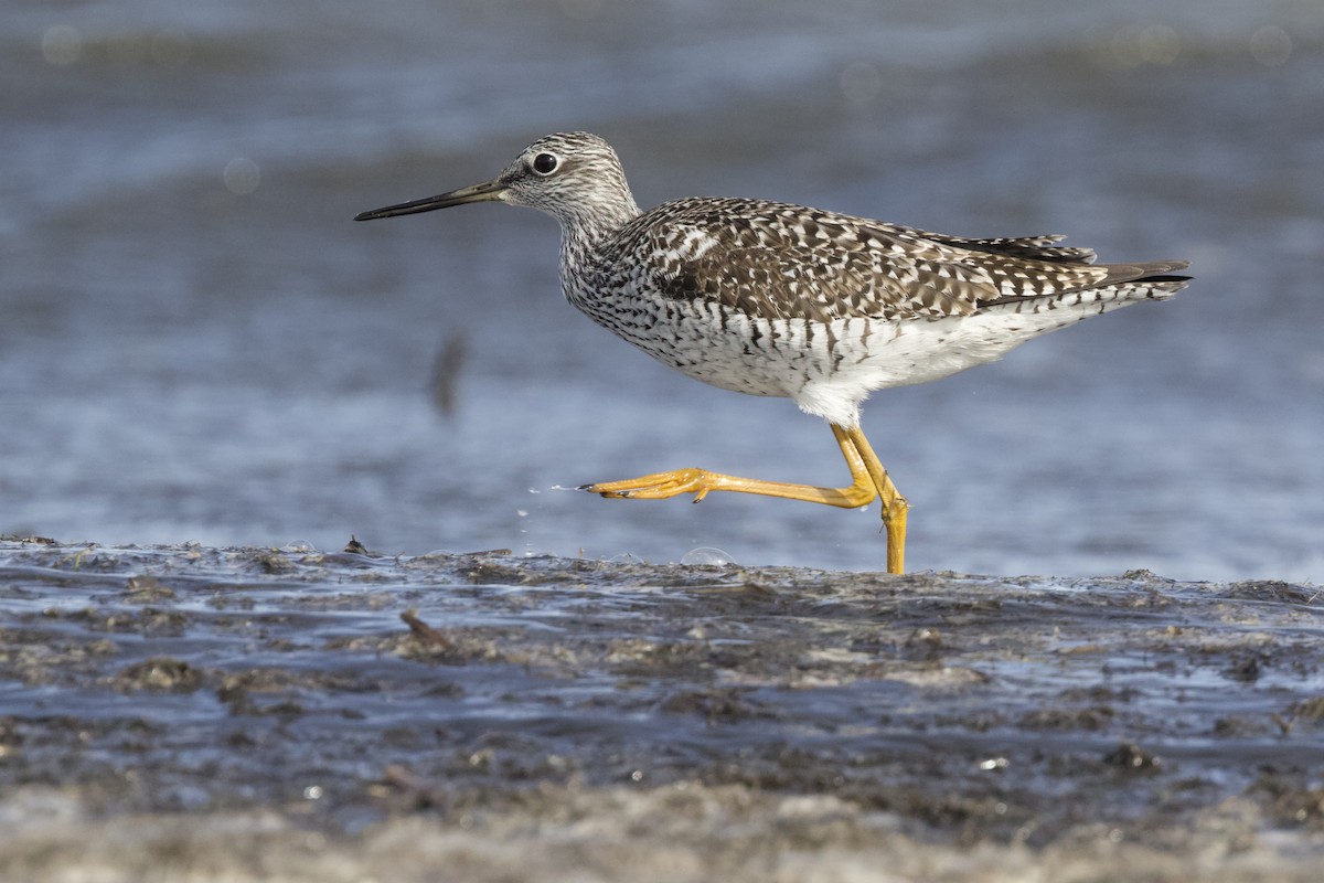 Greater Yellowlegs - ML617532417