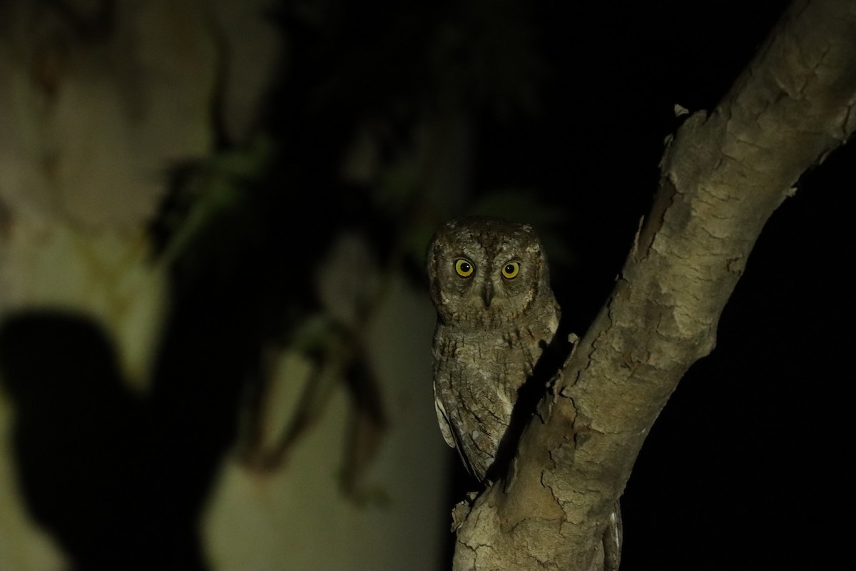 Eurasian Scops-Owl - ML617532427