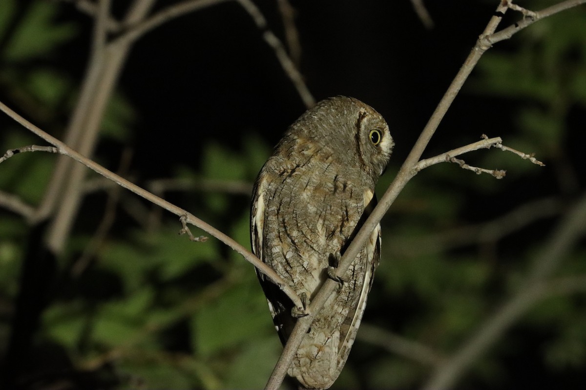 Eurasian Scops-Owl - ML617532434