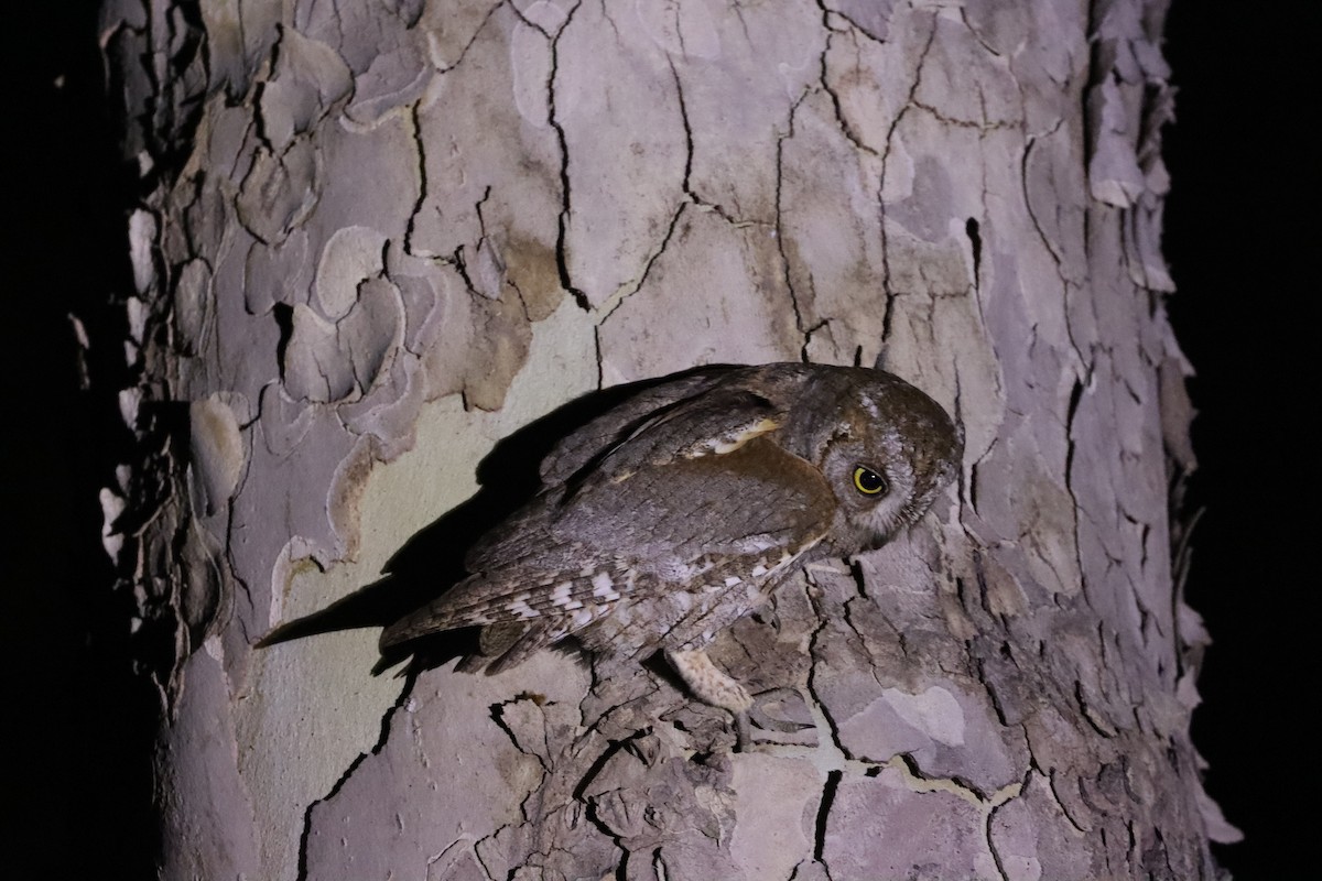 Eurasian Scops-Owl - ML617532435