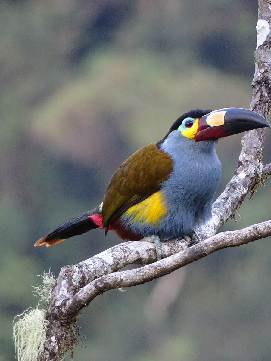 Toucan montagnard - ML617532468