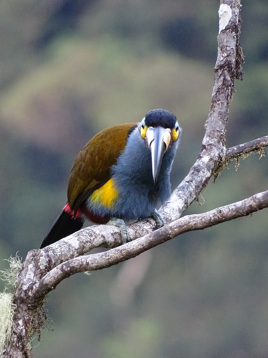 Toucan montagnard - ML617532473