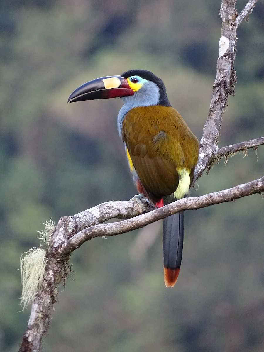 Plate-billed Mountain-Toucan - Francisco Sornoza