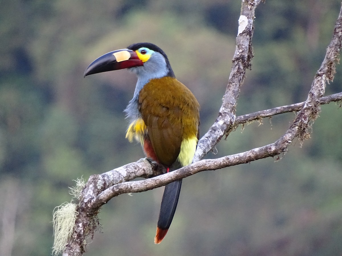 Plate-billed Mountain-Toucan - ML617532480