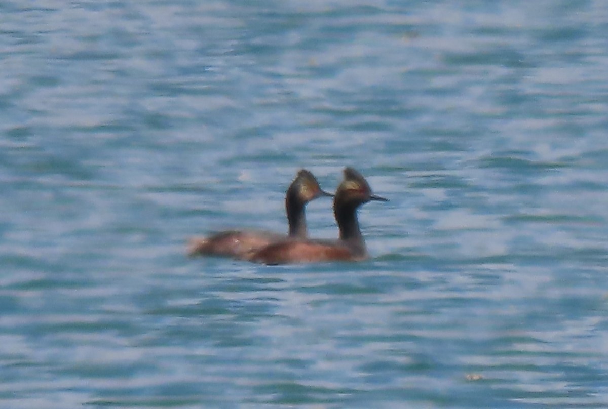 Eared Grebe - ML617532504