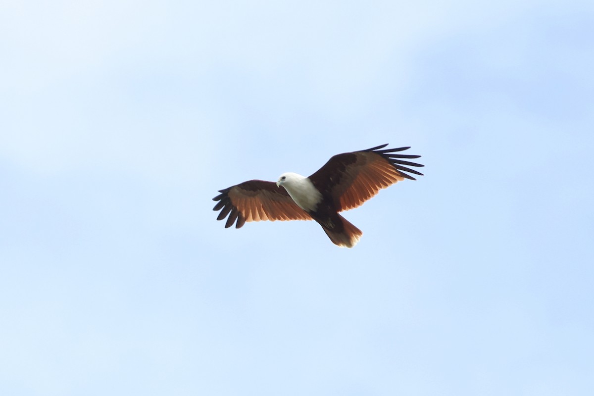 Brahminy Kite - ML617532516