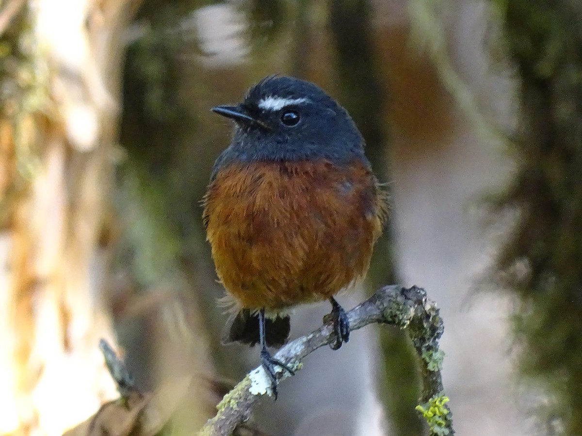 Chestnut-bellied Chat-Tyrant - Francisco Sornoza