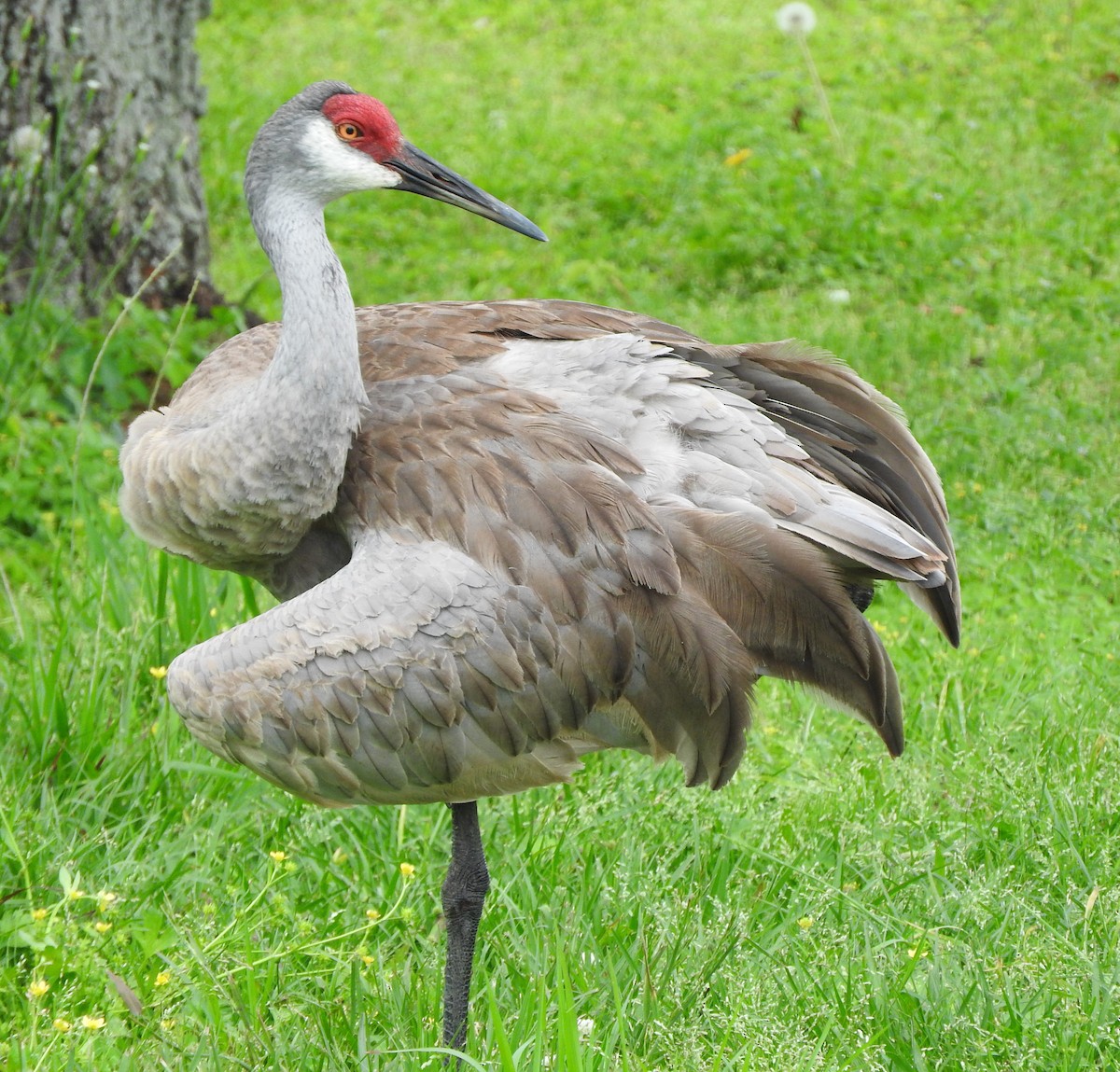 Sandhill Crane - ML617532577