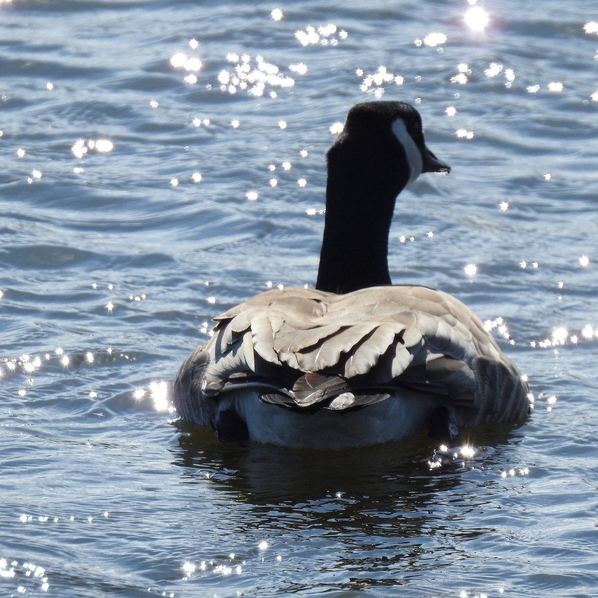 Canada Goose - ML617532584