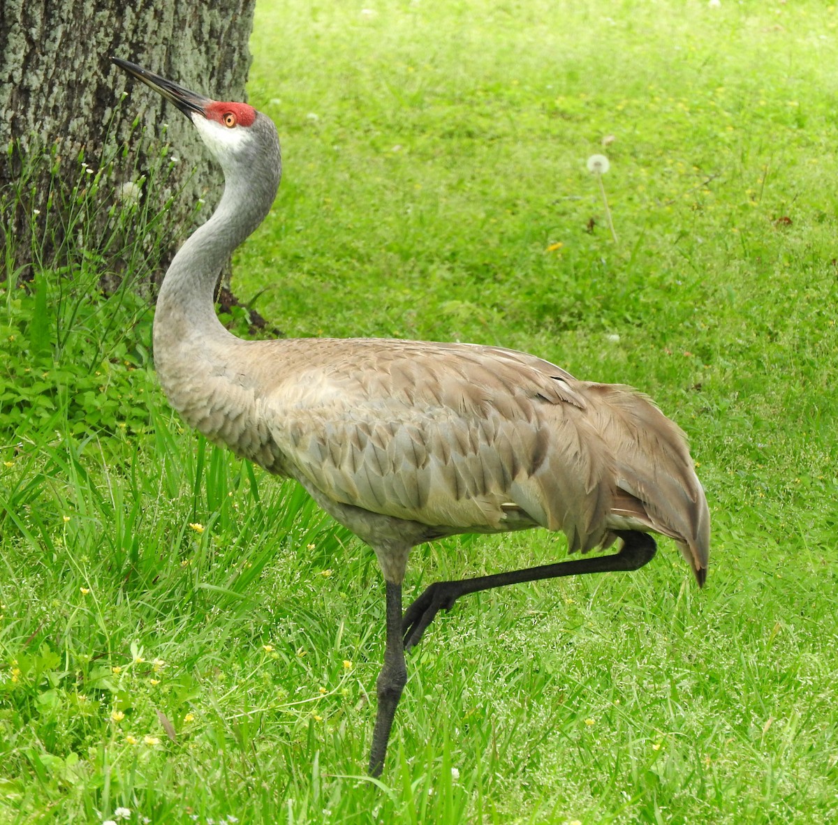 Sandhill Crane - ML617532588