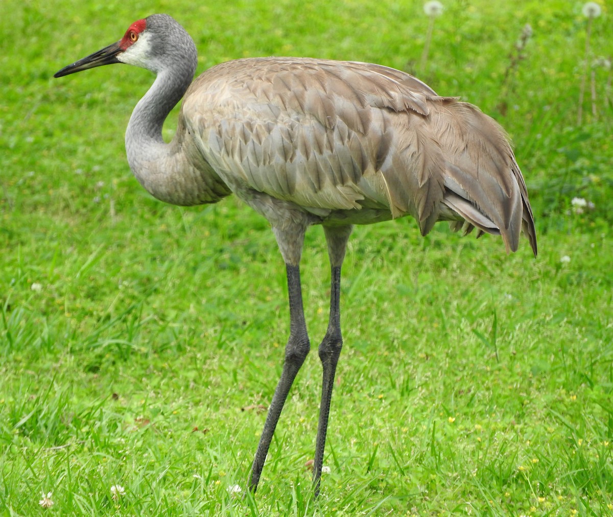 Sandhill Crane - Mark Meunier