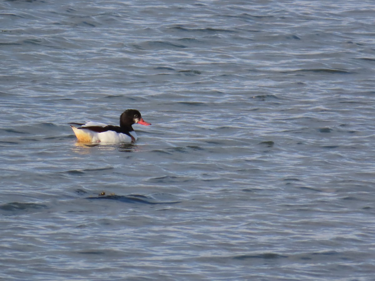 Common Shelduck - ML617532610