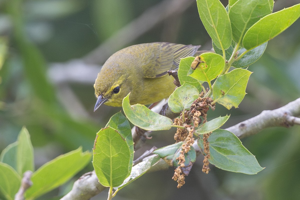 Orange-crowned Warbler - ML617532638