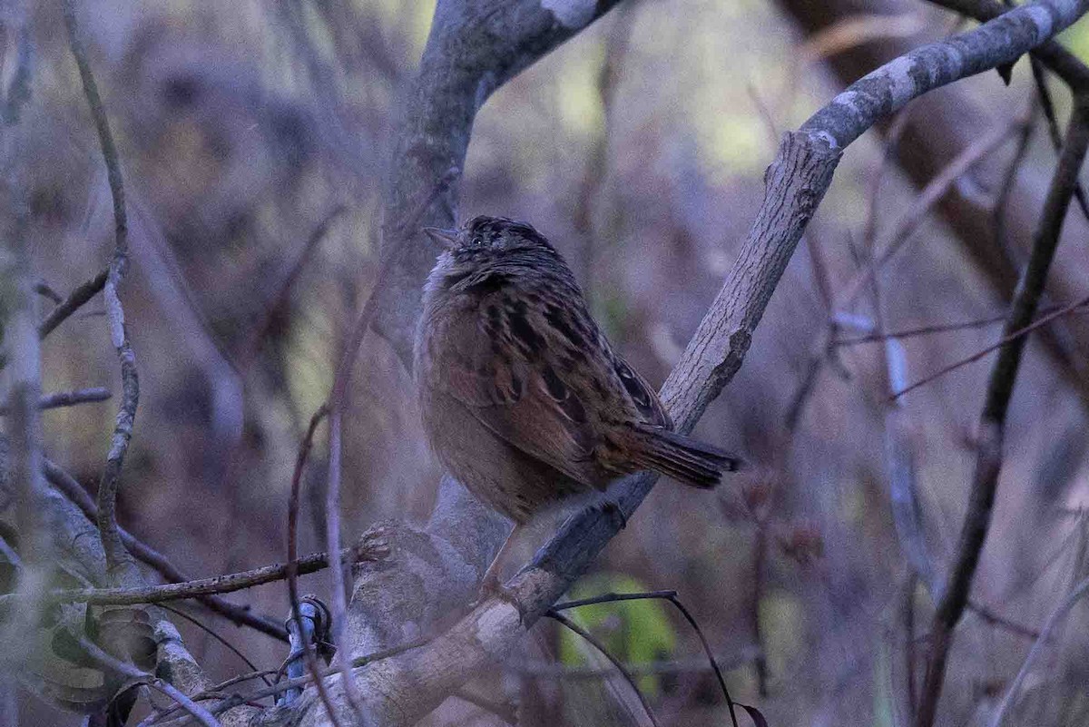 Swamp Sparrow - Ann Van Sant