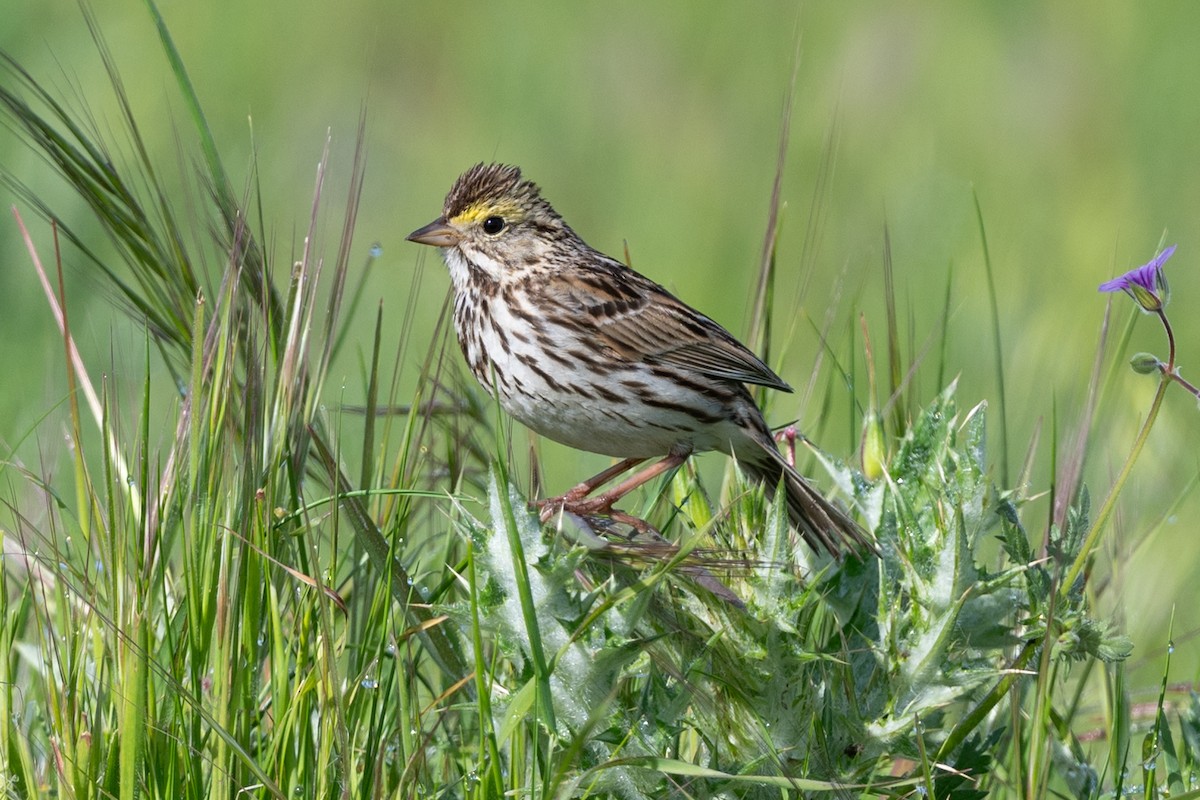 Savannah Sparrow - ML617532645